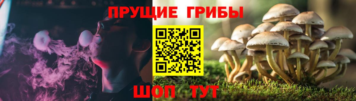Соликамск  Псилоцибиновые грибы Psilocybe  Вход с VPN  где продают   Галлюциногенные грибы GOLDEN TEACHER 